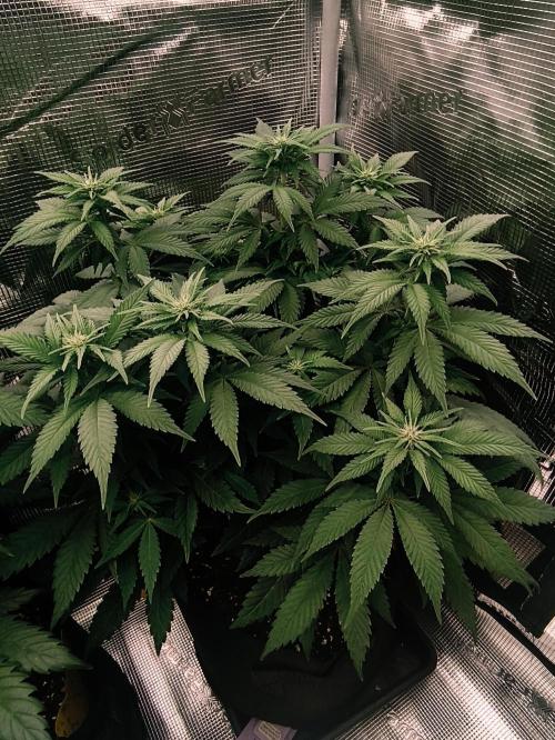 2X Strawberry pop rocks Anesia Seeds. Week 8