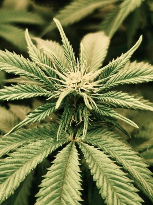 2X Strawberry pop rocks Anesia Seeds. Week 8