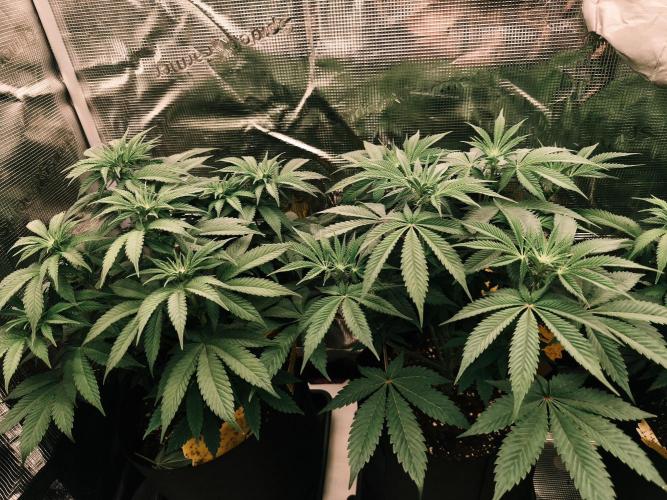 2x Fryday Boof Anesia Seeds. Week 8