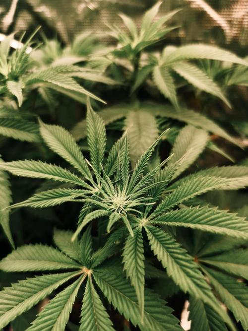 2x Fryday Boof Anesia Seeds. Week 8