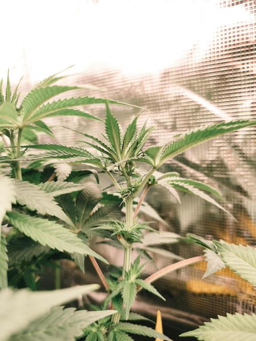 2x Fryday Boof Anesia Seeds. Week 8