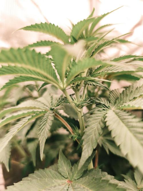 2x Fryday Boof Anesia Seeds. Week 8