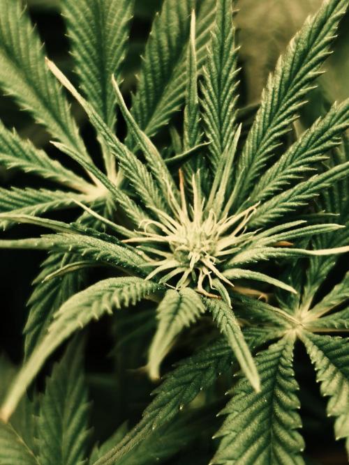 2x Fryday Boof Anesia Seeds. Week 8