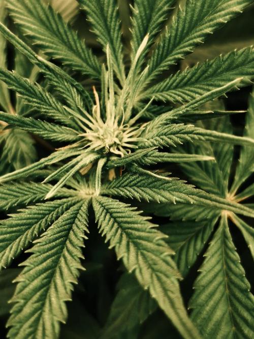 2x Fryday Boof Anesia Seeds. Week 8