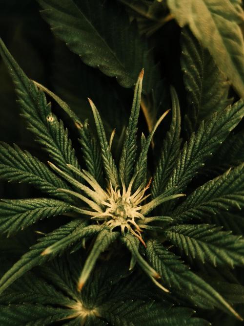 2x Fryday Boof Anesia Seeds. Week 8