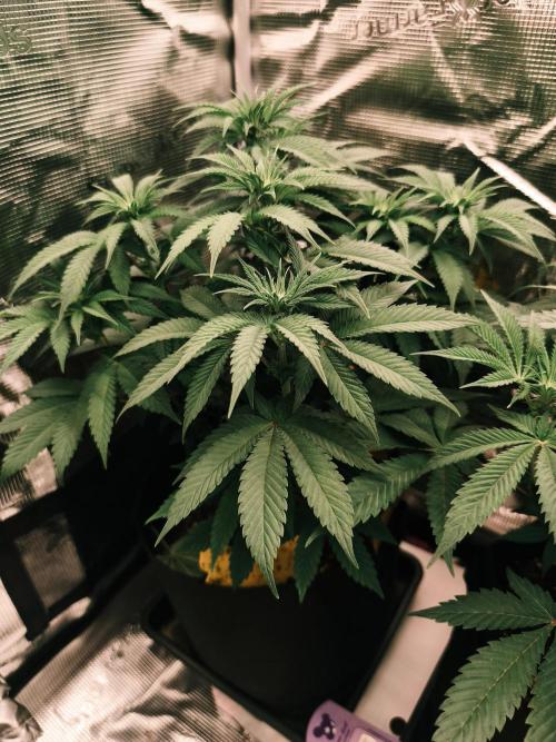 2x Fryday Boof Anesia Seeds. Week 8