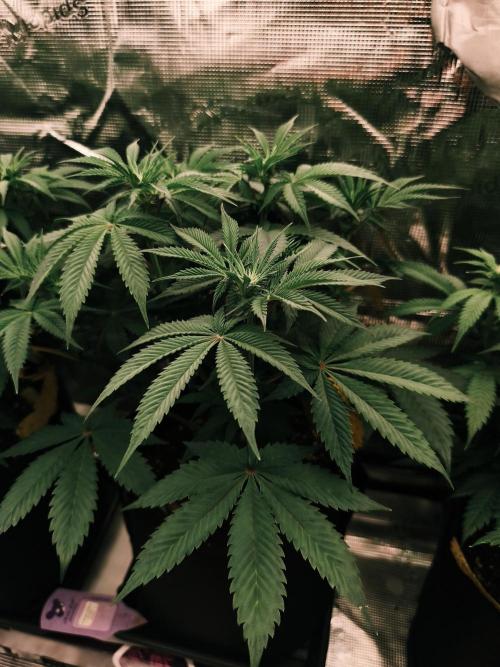 2x Fryday Boof Anesia Seeds. Week 8