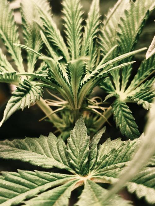 2x Fryday Boof Anesia Seeds. Week 8