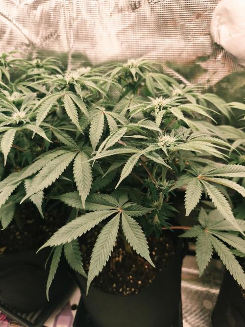 2x Fryday Boof Anesia Seeds. Week 9