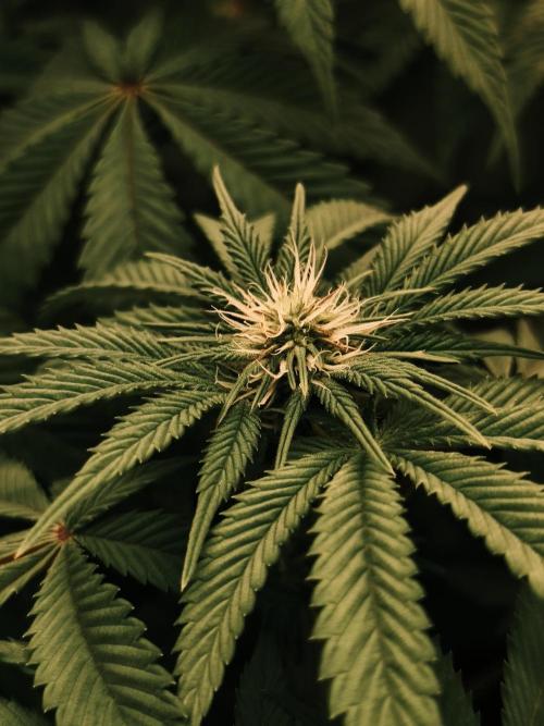 2x Fryday Boof Anesia Seeds. Week 9