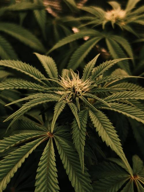 2x Fryday Boof Anesia Seeds. Week 9