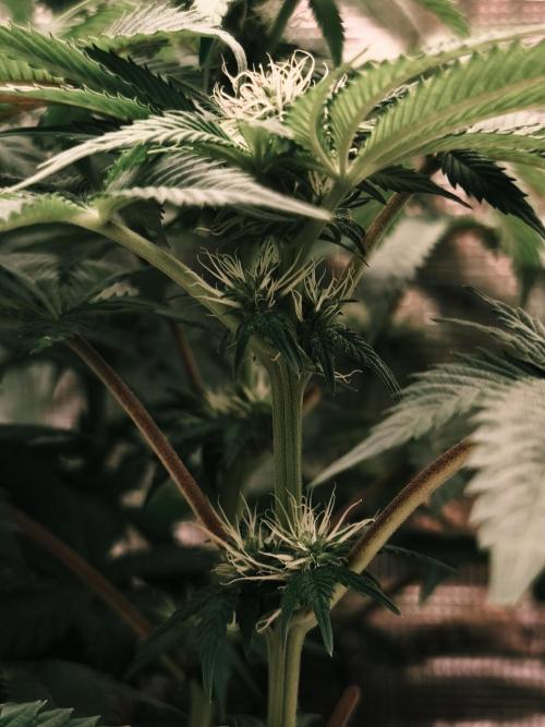 2x Fryday Boof Anesia Seeds. Week 9