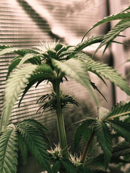 2x Fryday Boof Anesia Seeds. Week 9