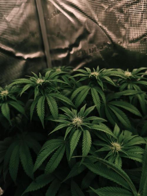 2x Fryday Boof Anesia Seeds. Week 9