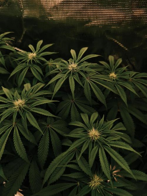 2x Fryday Boof Anesia Seeds. Week 9