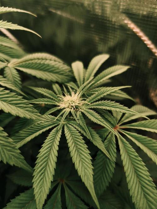 2x Fryday Boof Anesia Seeds. Week 9