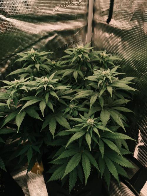 2X Strawberry pop rocks Anesia Seeds. Week 9