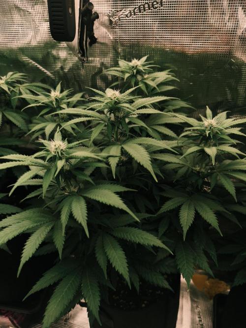 2X Strawberry pop rocks Anesia Seeds. Week 9