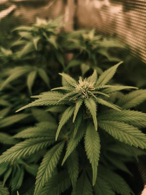 2X Strawberry pop rocks Anesia Seeds. Week 9