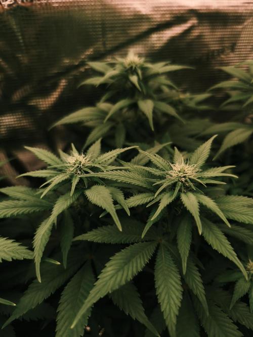 2X Strawberry pop rocks Anesia Seeds. Week 9