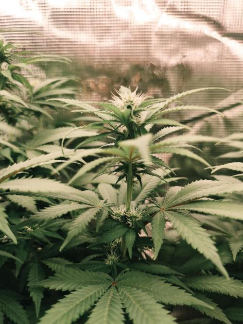 2X Strawberry pop rocks Anesia Seeds. Week 9