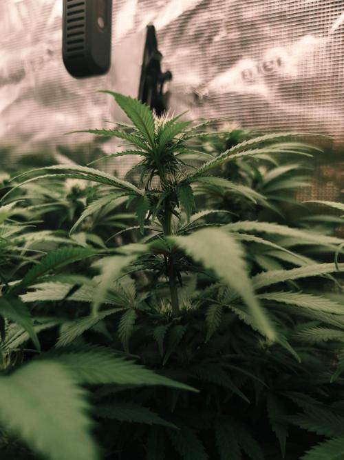 2X Strawberry pop rocks Anesia Seeds. Week 9