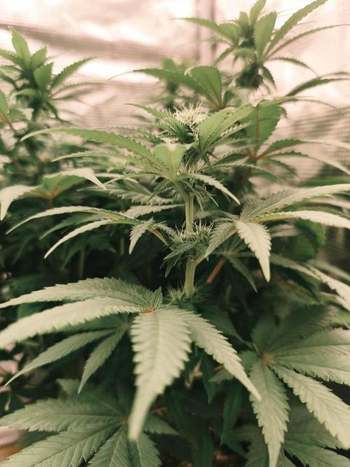 2X Strawberry pop rocks Anesia Seeds. Week 9