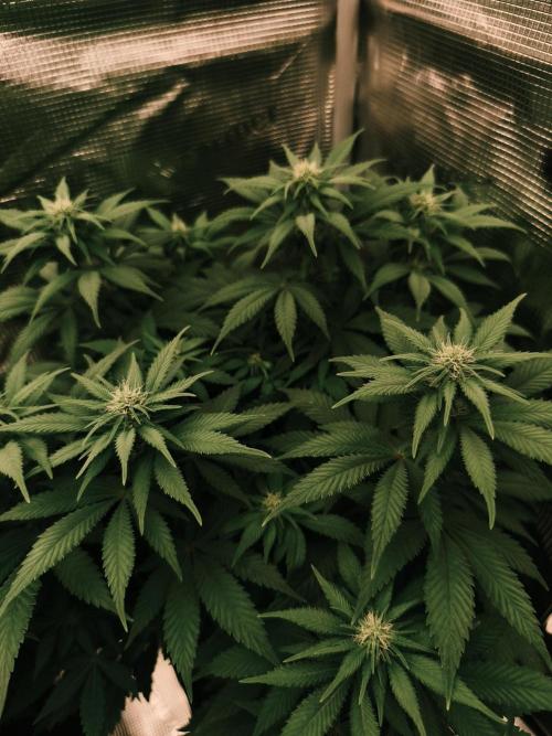 2X Strawberry pop rocks Anesia Seeds. Week 9