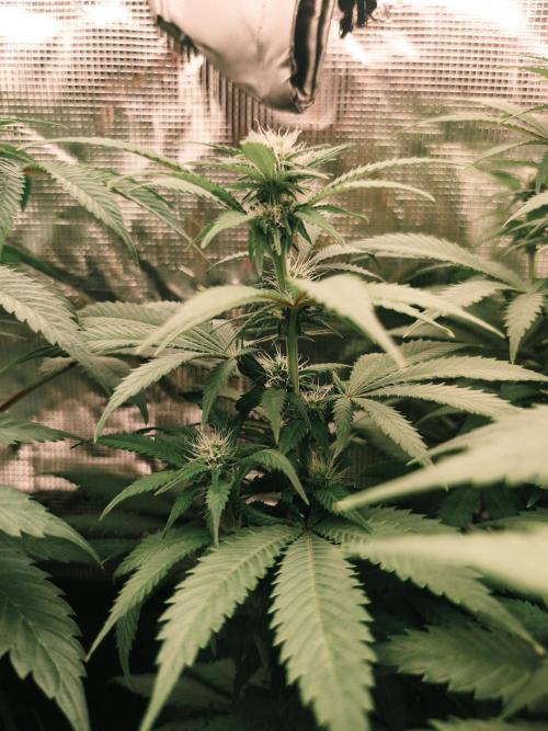 2X Strawberry pop rocks Anesia Seeds. Week 9