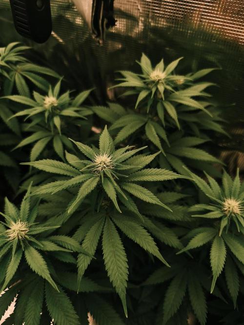 2X Strawberry pop rocks Anesia Seeds. Week 9