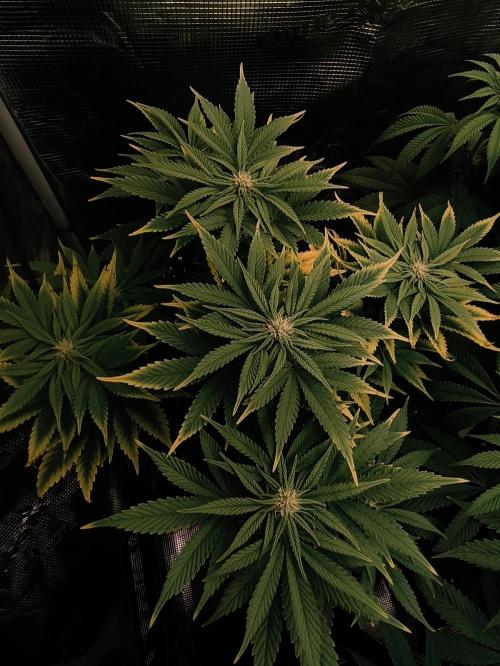 1X Blue Cookies  MSNL. Week 9