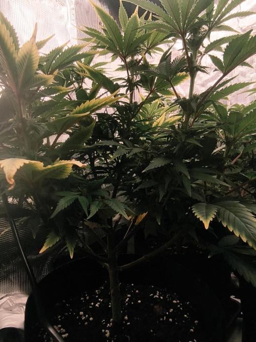 1X Blue Cookies  MSNL. Week 9