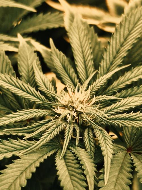 1X Blue Cookies  MSNL. Week 9