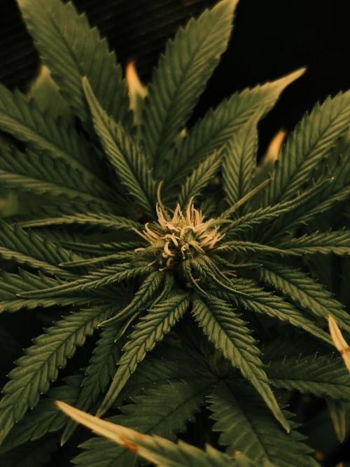 1X Blue Cookies  MSNL. Week 9