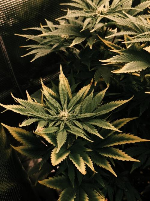 1X Blue Cookies  MSNL. Week 9