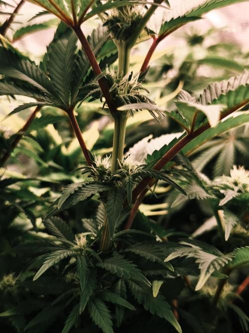 1X Blue Cookies  MSNL. Week 9