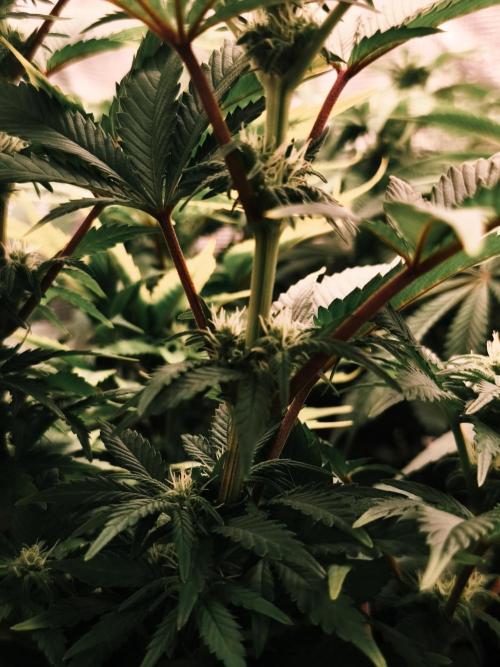 1X Blue Cookies  MSNL. Week 9