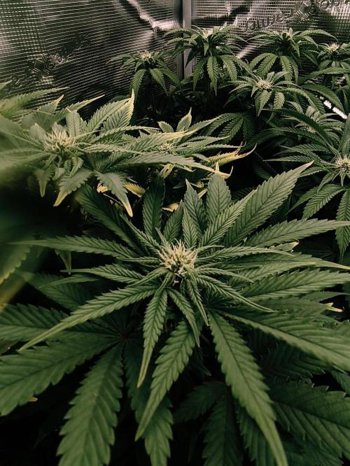 1X Blue Cookies  MSNL. Week 9