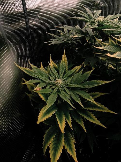 1X Blue Cookies  MSNL. Week 9