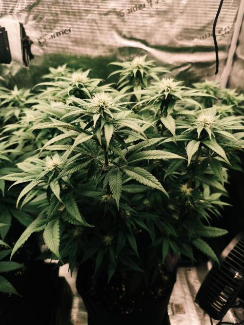 2X Permanent marker MSNL. Week 9