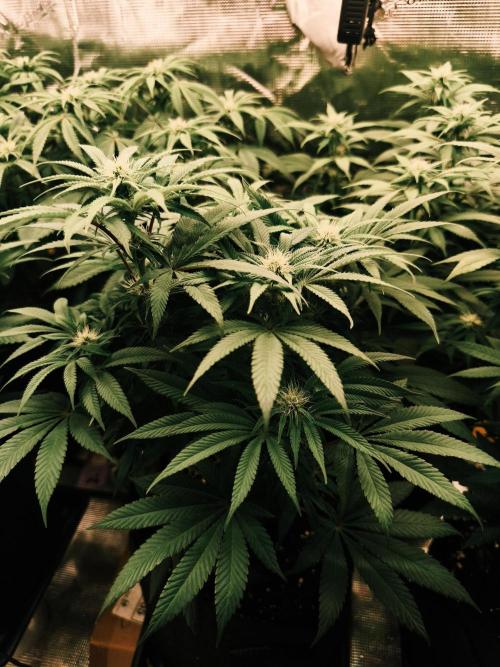 2X Permanent marker MSNL. Week 9