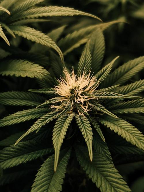 2X Permanent marker MSNL. Week 9