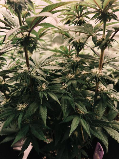 2X Permanent marker MSNL. Week 9