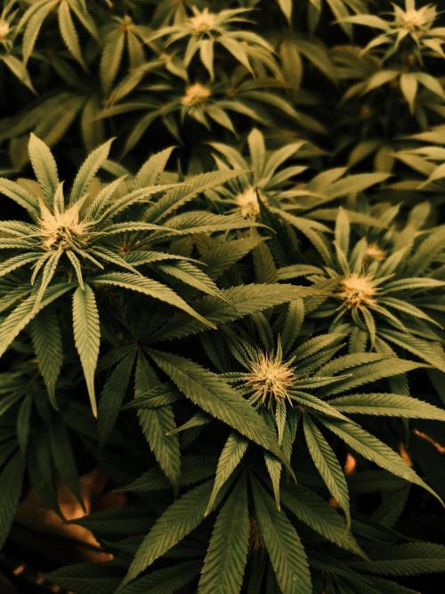 2X Permanent marker MSNL. Week 9