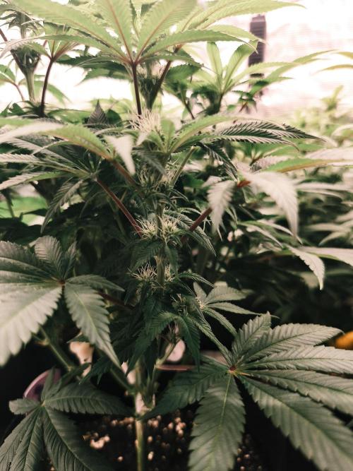 2X Permanent marker MSNL. Week 9