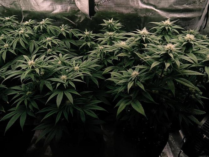 2X Permanent marker MSNL. Week 9