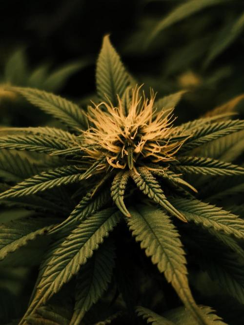 2X Permanent marker MSNL. Week 9