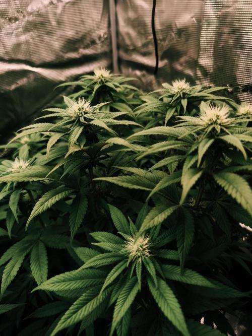 2X Permanent marker MSNL. Week 9