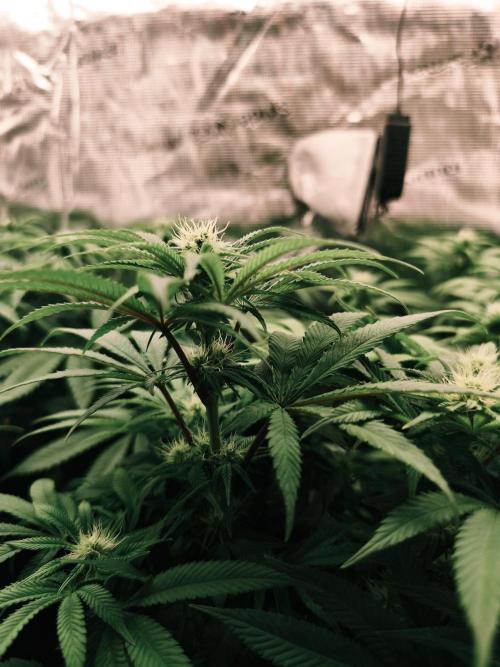 2X Permanent marker MSNL. Week 9