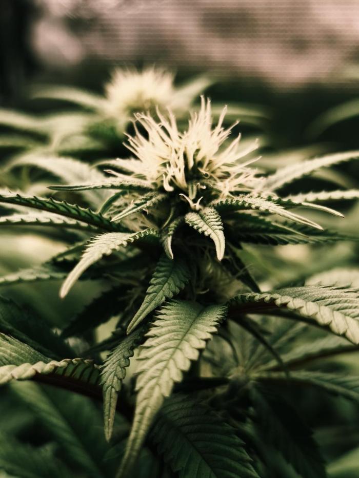 2X Permanent marker MSNL. Week 10